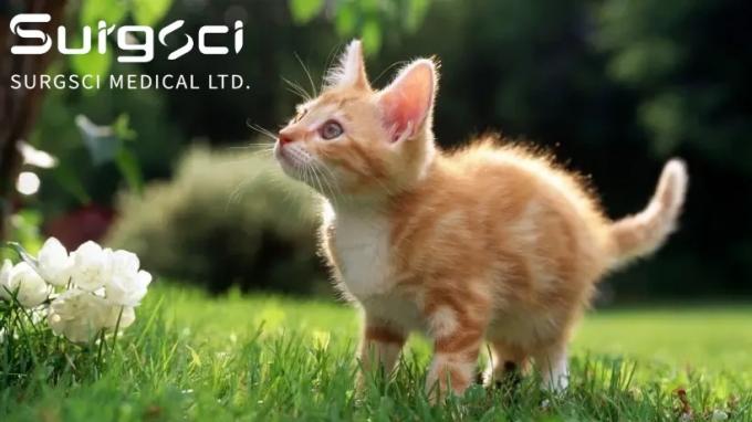 آخرین اخبار شرکت 7 مزیت عقیم کردن یا عقیم کردن گربه ها | Surgsci  0