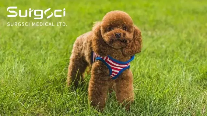 آخرین اخبار شرکت کشکک لوکس کننده در سگ | Surgsci  0