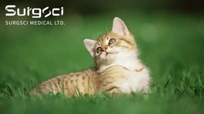 آخرین اخبار شرکت سنگ مثانه در گربه ها چیست | SurgSci  0