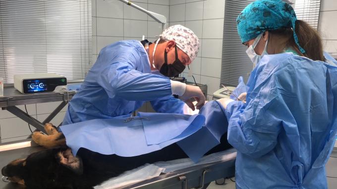 هموستاز سیستم اسکالپل التراسونیک جراحی لاپاراسکوپ برای استفاده در دامپزشکی 7