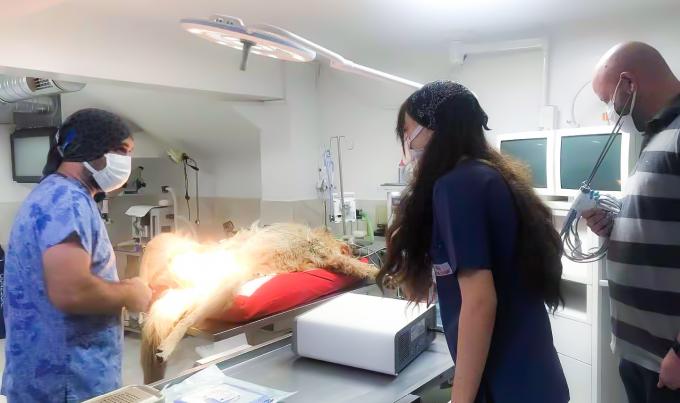 هموستاز سیستم اسکالپل التراسونیک جراحی لاپاراسکوپ برای استفاده در دامپزشکی 8